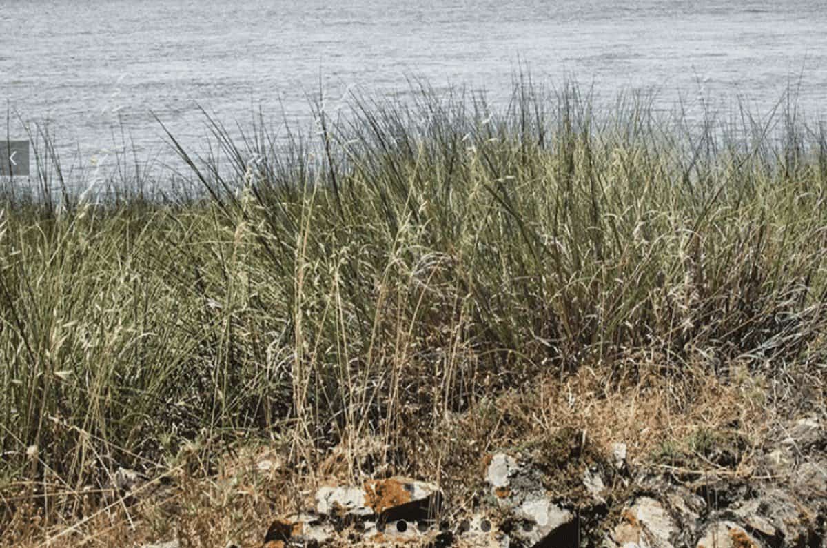 Vegetação e Guadiana