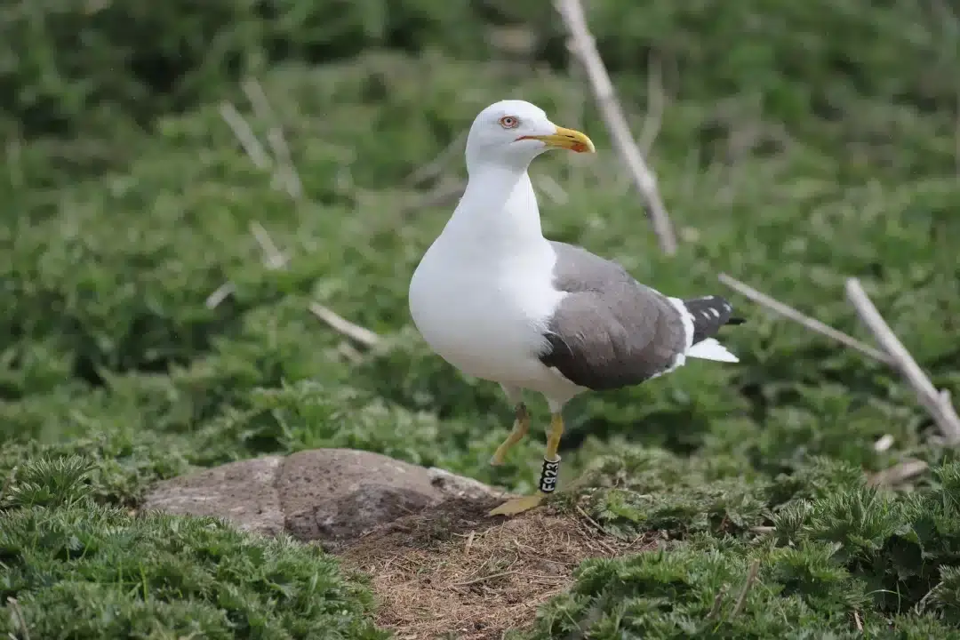 20220612 02 gaivota f923