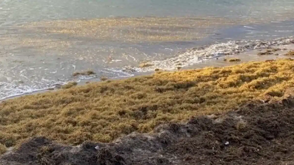 Wilder - Rugulopteryx okamurae - Açores