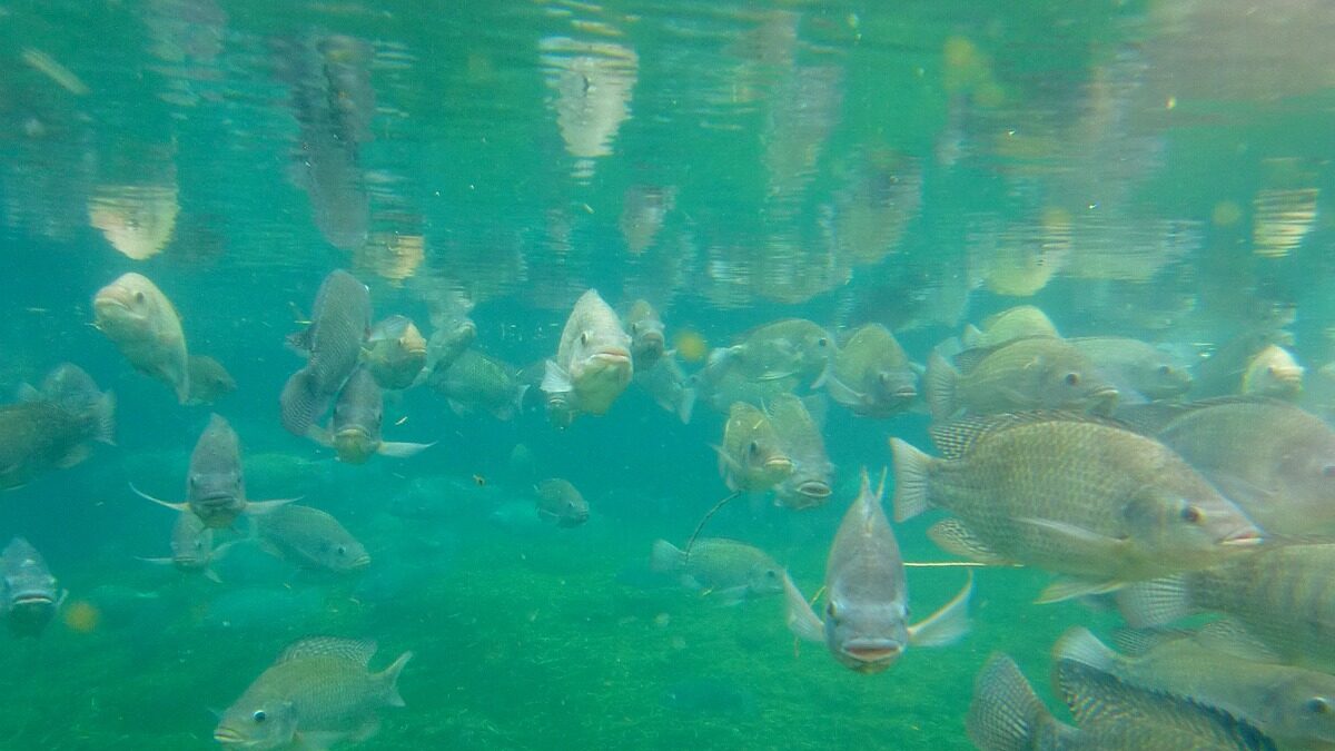 fishes, fish farming, aquarium, underwater, underwater world, dive, school of fish, nature, water, fish farming, fish farming, fish farming, fish farming, fish farming-1011963.jpg