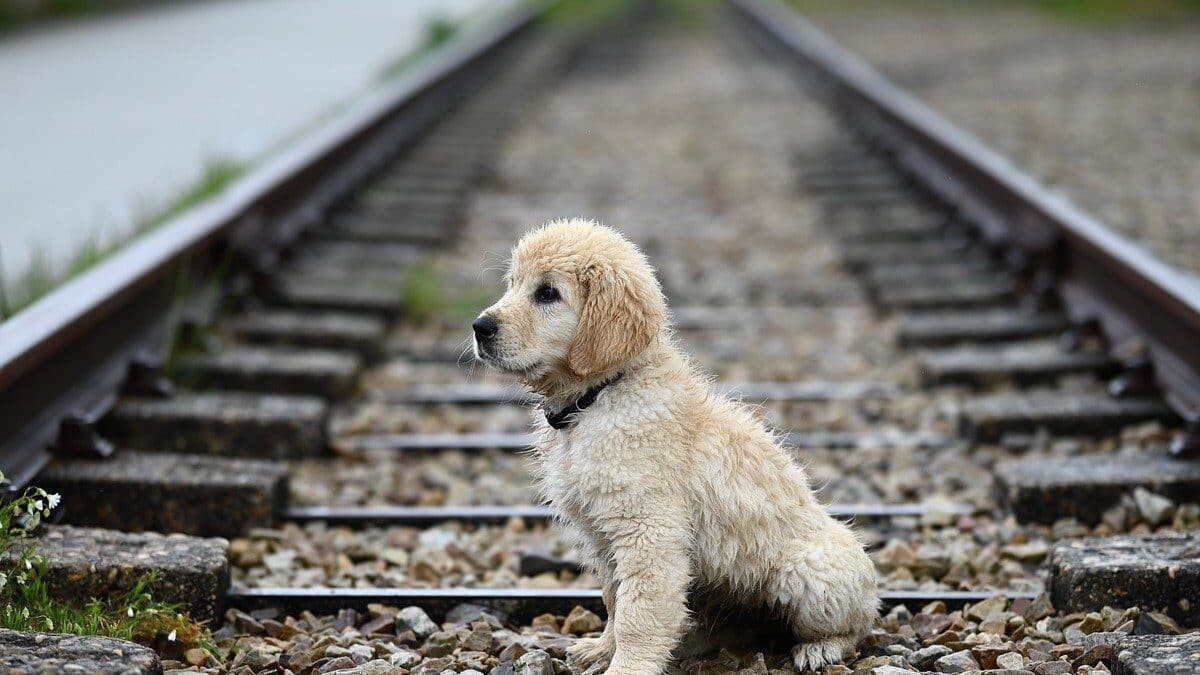 golden retriever puppy amber, dog puppy, nature, animal, railway track, golden sitting, mammal-9661916.jpg