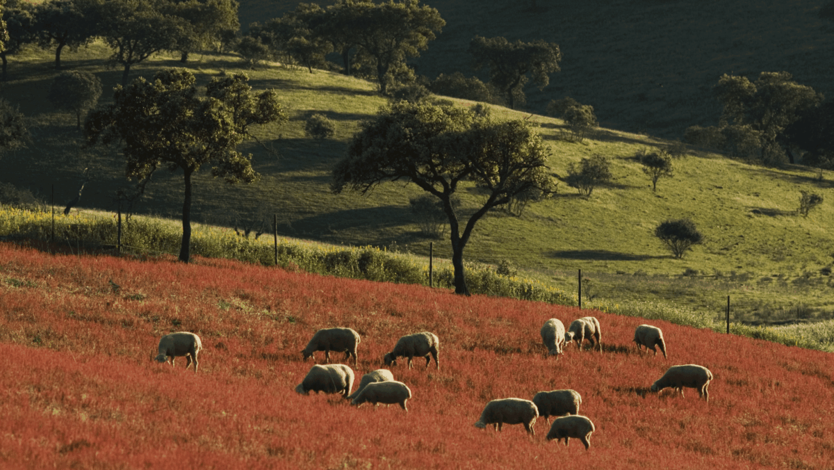 Serpa SIPAM - ontado