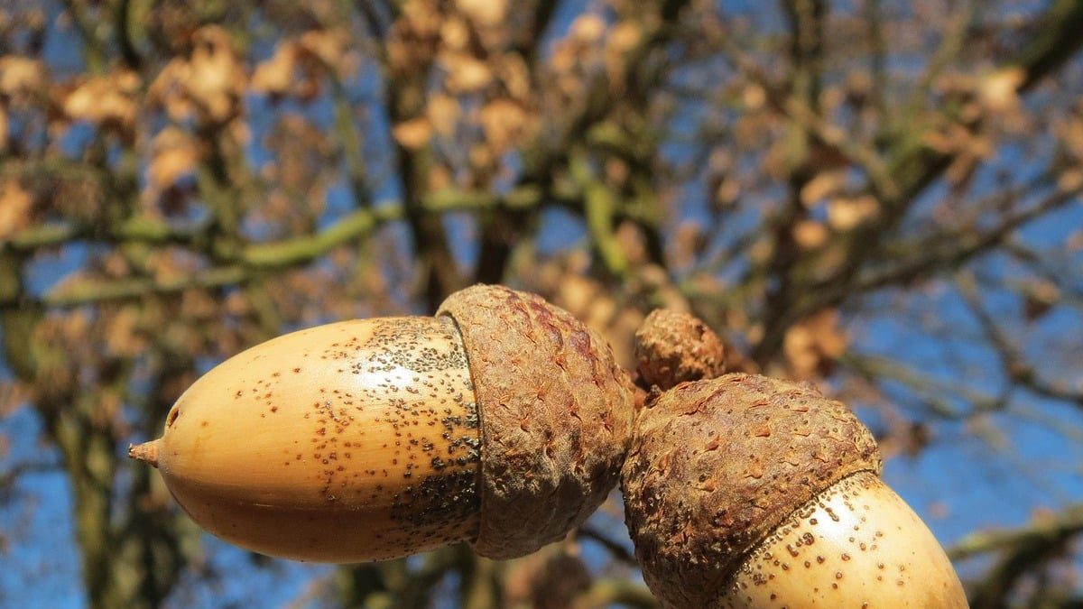 quercus robur, english oak, pedunculate oak, french oak, acorns, fruit, tree, flora, nature, botany, plant-850733.jpg